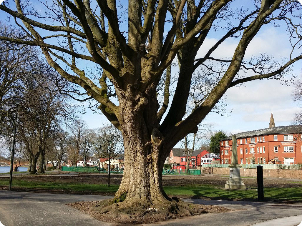 Tree and Development Surveys - BS5837:2012