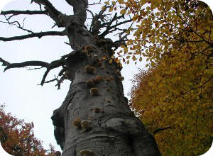 Tree Safety Surveys