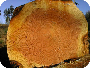 Timber harvesting