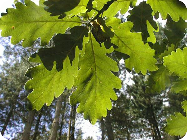 Oak leaf photo - Arboriculture Consultancy