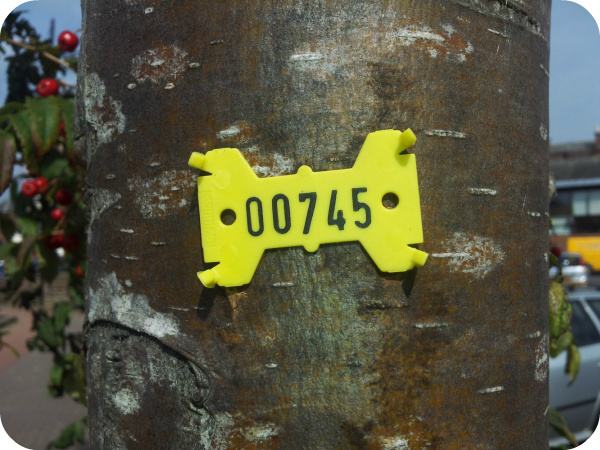 Tree Tags for tree surveys