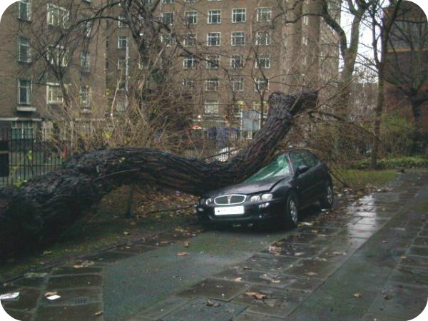 Tree failure - importance of carrying out tree surveys