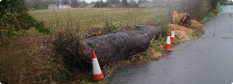 Arboriculture