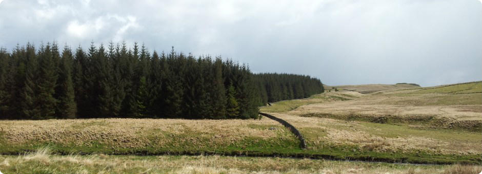 Forestry Consultancy
