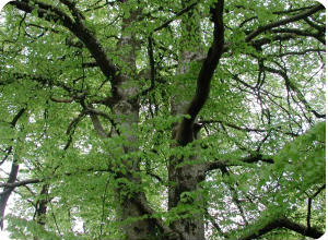 Beech tree